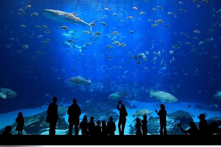 Istanbul Aquarium and Aqua Florya Independent Shopping Trip