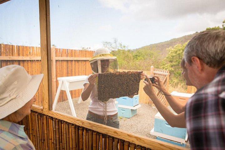 Kona Tour: Bee Farm, Kona Coffee, and National Historical Parks