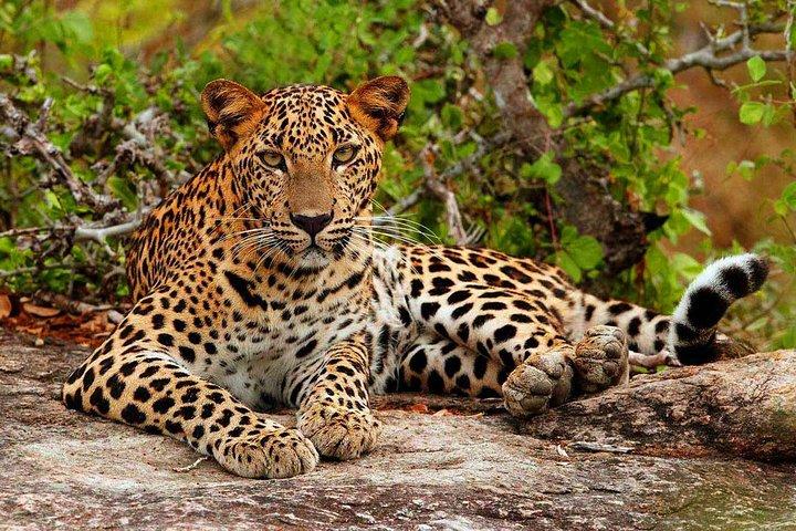 All-inclusive Privé-jeepsafari in het Yala National park