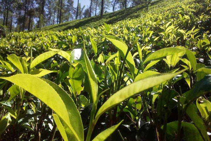 Excursion privée d'une journée à Kandy et Pinnawala avec vos attractions sélectionnées