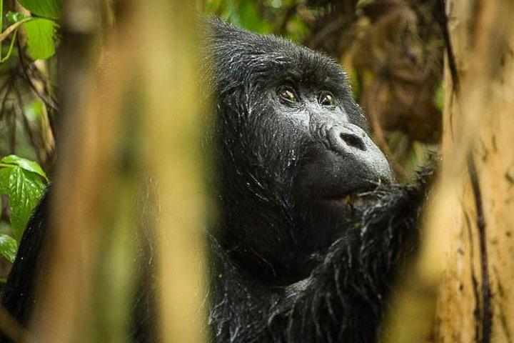 10 - Dagssafari i Uganda inklusive Gorilla Trekking