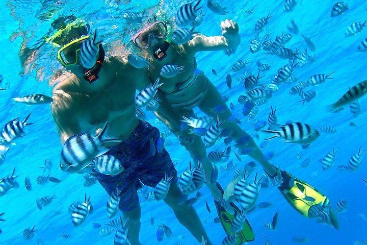Reef Discovery Private Half Day Lagoon Tour