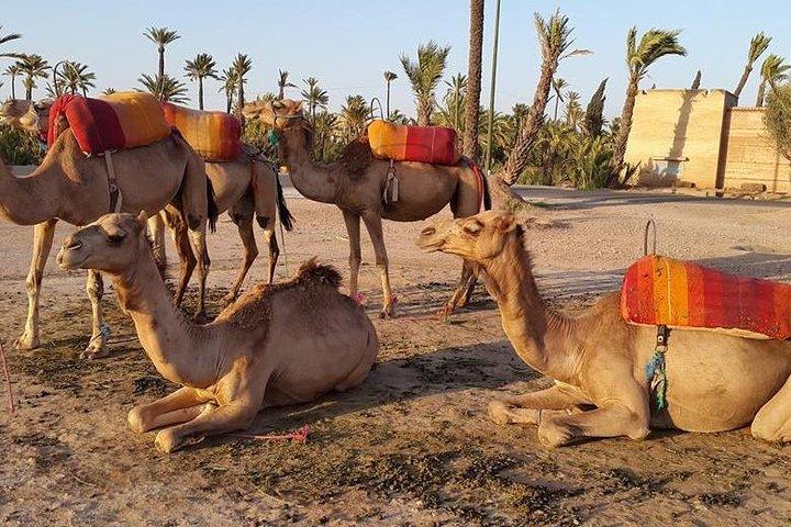 Sunset Camel Ride in de Palm Grove van Marrakech