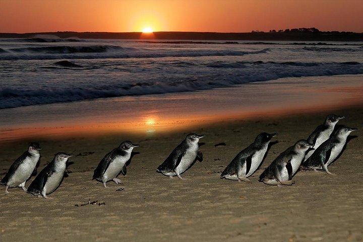 メルボルン発フィリップ島のペンギンとコアラのハイライト日帰り旅行