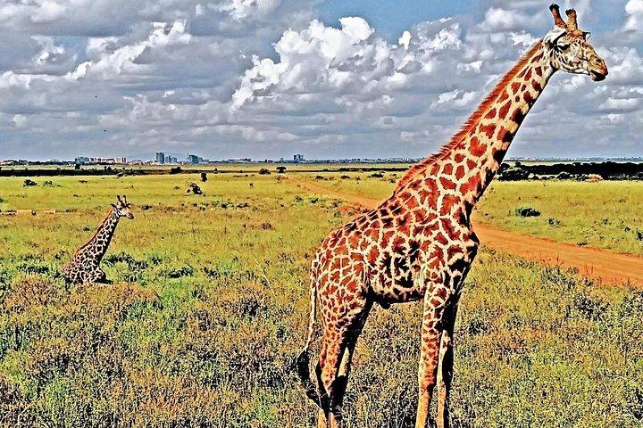 Tour del Parco Nazionale di Nairobi e del Centro delle Giraffe