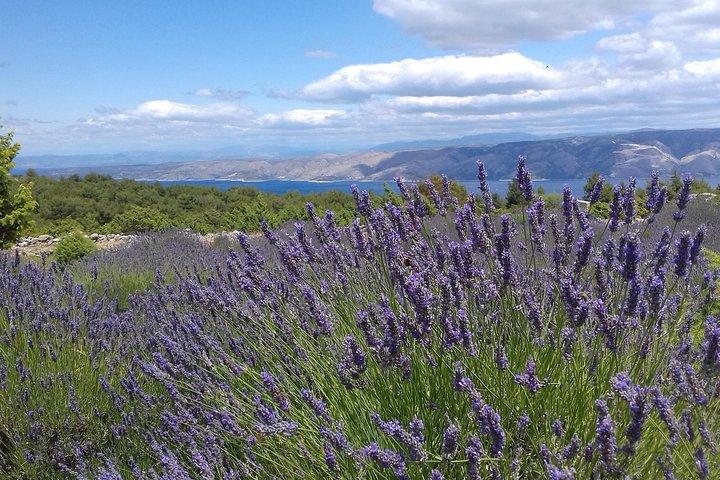 Tour de Lavanda Hvar