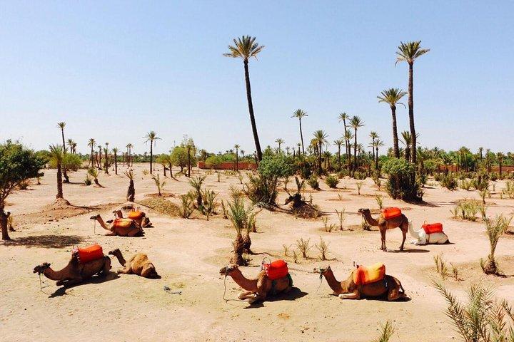 Kameltur i Marrakech