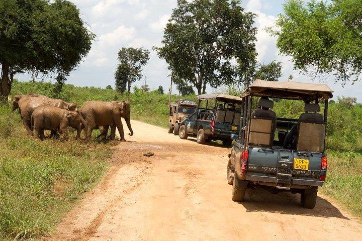 Excursiones de un día a Udawalawe desde Kaluthara