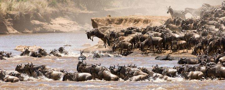 Safari de migración de lujo de 6 días en el norte de Tanzania