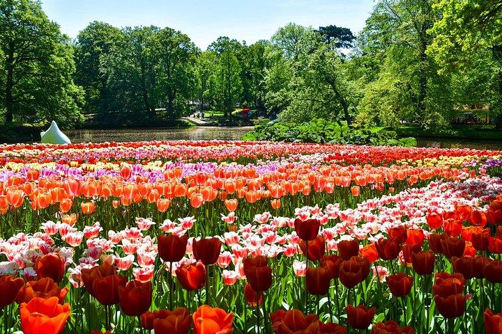 アムステルダム発キューケンホフ公園＆チューリップ体験ツアー