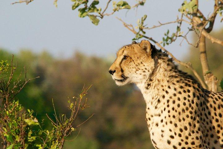 4 giorni Kruger Park Big 5 Safari e Awesome Panorama Route