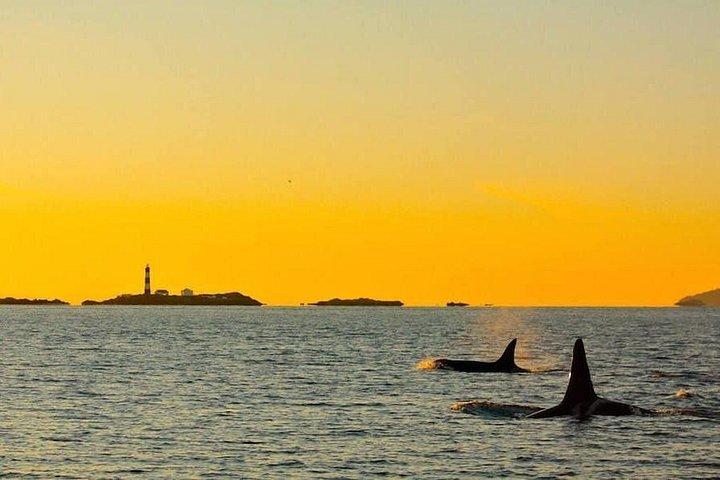 Victoria Sunset Whale-Watching Cruise