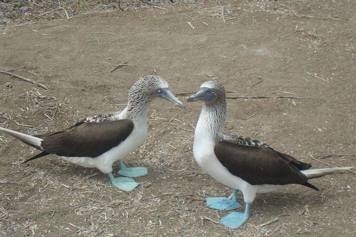 Galapagos fortryllende 3 øer (5 dage)
