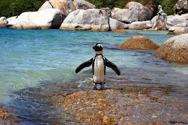 Cape Town: Visite privée de la péninsule du Cap - Journée complète