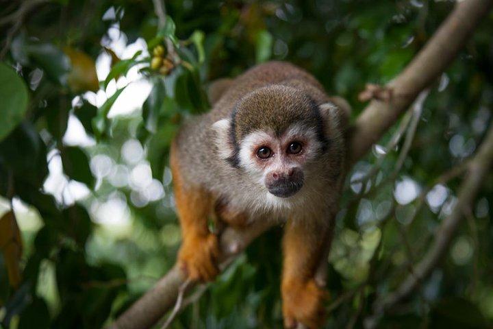 Aventura de Monkeyland e tirolesa de Puerto Plata