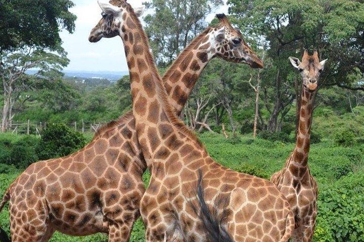 Début de matinée dans le parc national de Nairobi