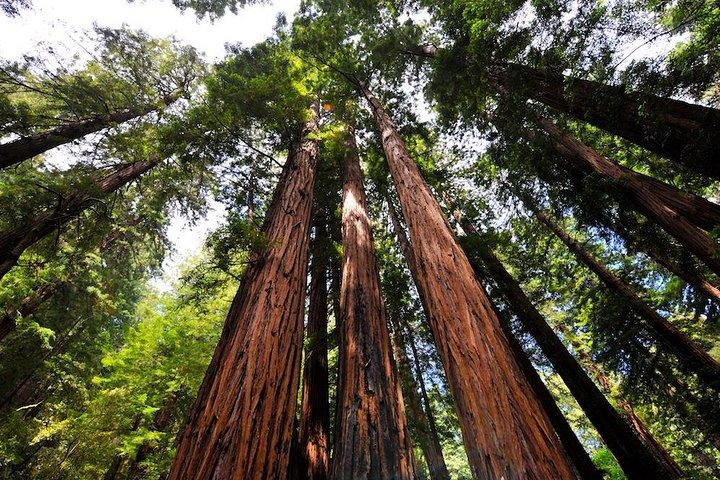 Muir Woods och Sausalito Morgontur Liten grupp Halvdag