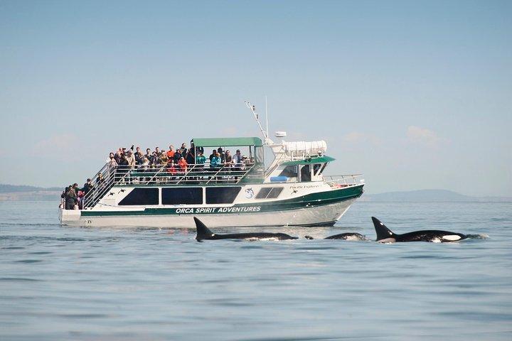 Excursion estivale d'observation des baleines Victoria sur un navire couvert