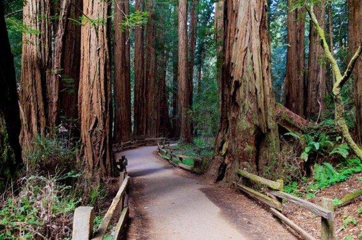 De San Francisco : visite de Muir Woods et visite de la ville hop-on hop-off