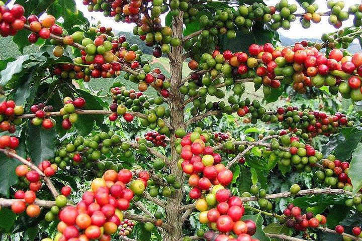 Tour privato: Colombian Coffee Farm & Culture di Medellin - Dal raccolto alla tazza!