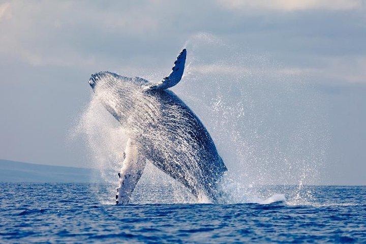Whales Watching in pacific sea of Colombia