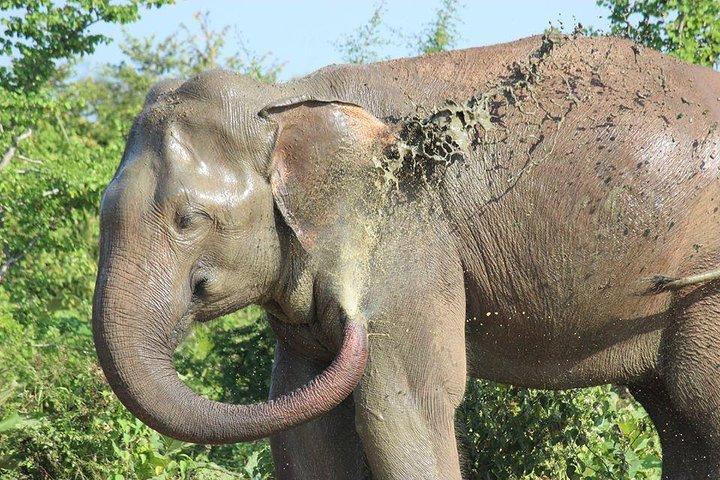 Privat halvdag Safari i Udawalawe National Park