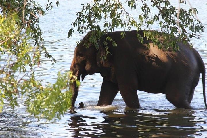 Private Halbtagestour im Udawalawe-Nationalpark