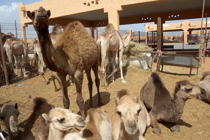 ドバイからAl Ain Garden City Tour