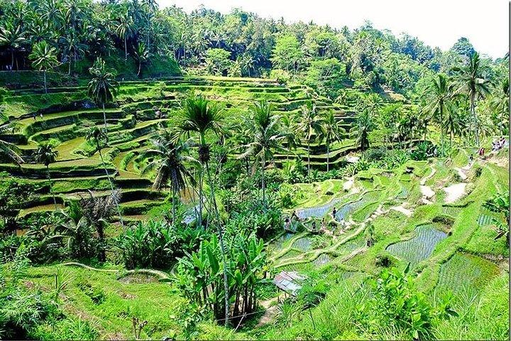 Bali Ganztagestour