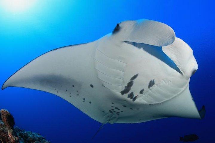 Snorkel con Manta Rays Garantito