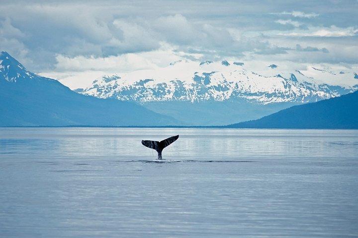 Juneau Wildlife walvissen spotten