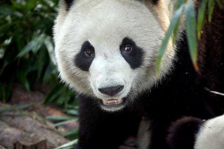2-Day Private Chengdu Panda Tour