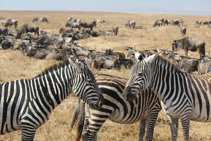 Ciudad del Cabo 3 - Day Attraction : Aquila Safari Tour&Wine &Robben Island