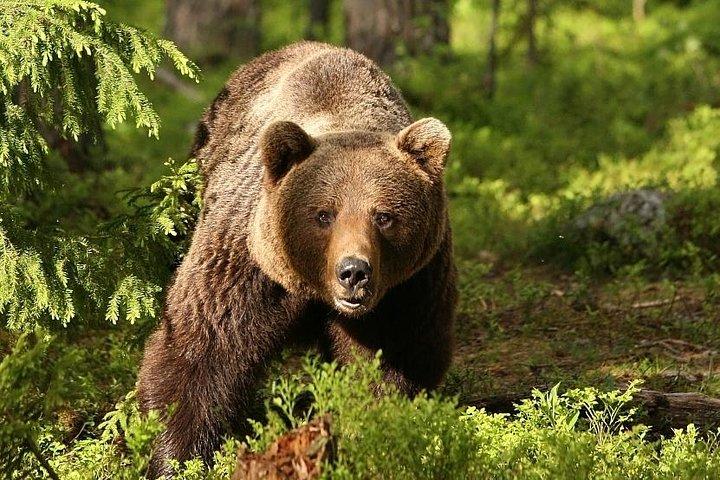 Bear Watching i Transylvania 2-Day Tour