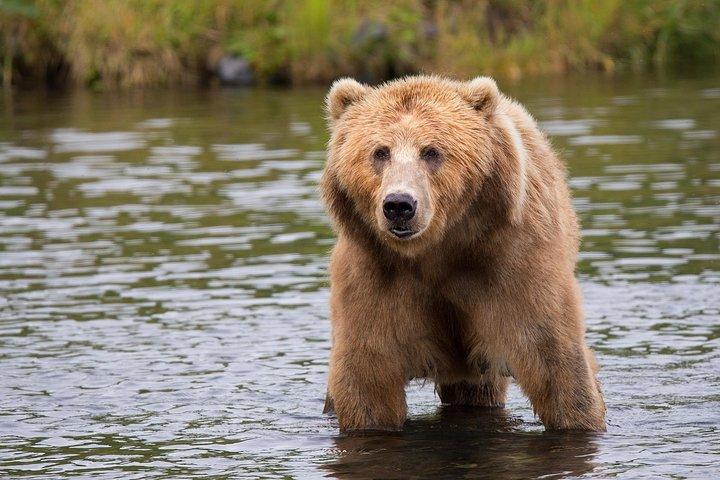 LiBEARty Brown Bear Sanctuary och The Real Dracula Tour