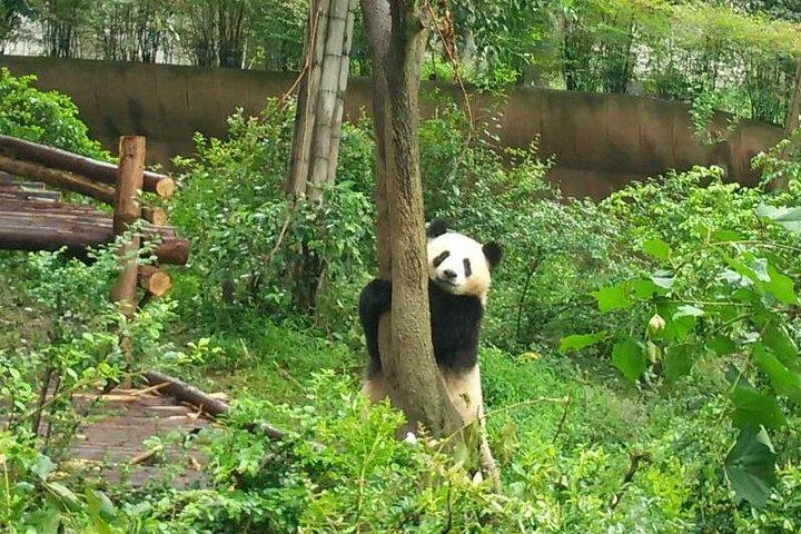 Customizeable Chengdu Private Tour af Panda Base og City Sightseeing