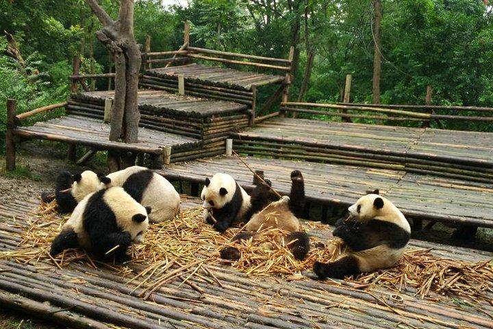 From Chengdu: Panda Base and Giant Buddha in One Day