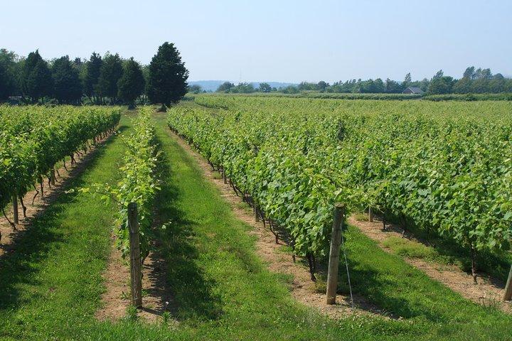 The Hamptons and Long Island Wineries Private Tour