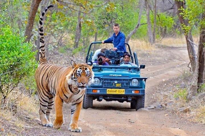 Privater Transfer von Udaipur nach Ranthambore