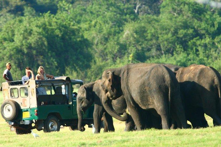Da Anuradhapura : Safari privato in jeep del Parco Nazionale Minneriya