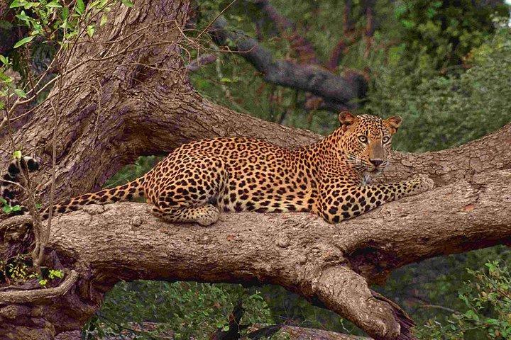 Exklusiv : Ganztägige Leopardensafari im Yala Nationalpark