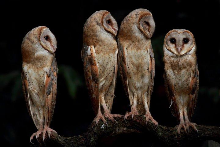5 Dagen - Private Wildlife Photography Tour met unieke accommodatie opties