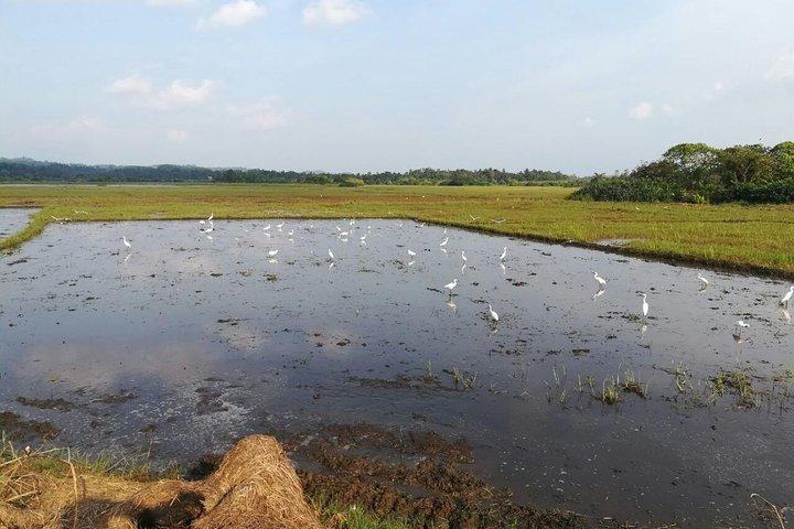Galle : Dorf und Lagune Private Radtour