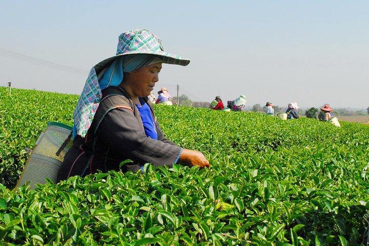 Da cidade de Chiang Rai: Hill Tribes & Golden Triangle