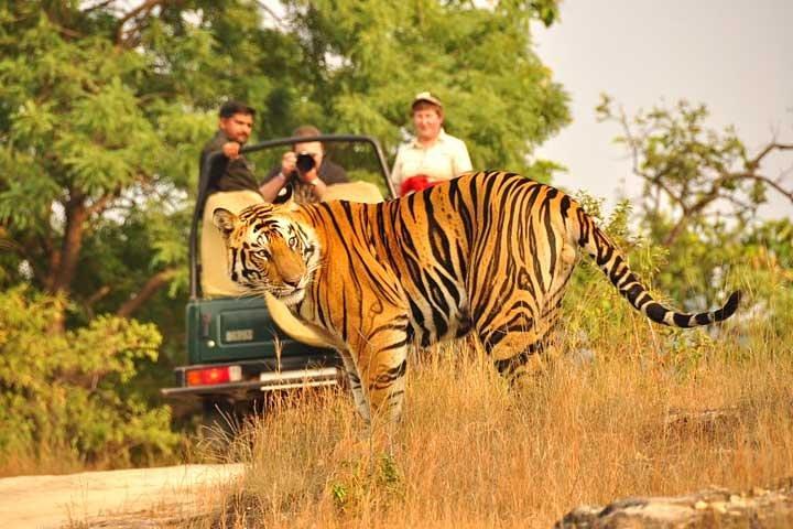 2-Days Private Ranthambhore Tiger Tour de Jaipur