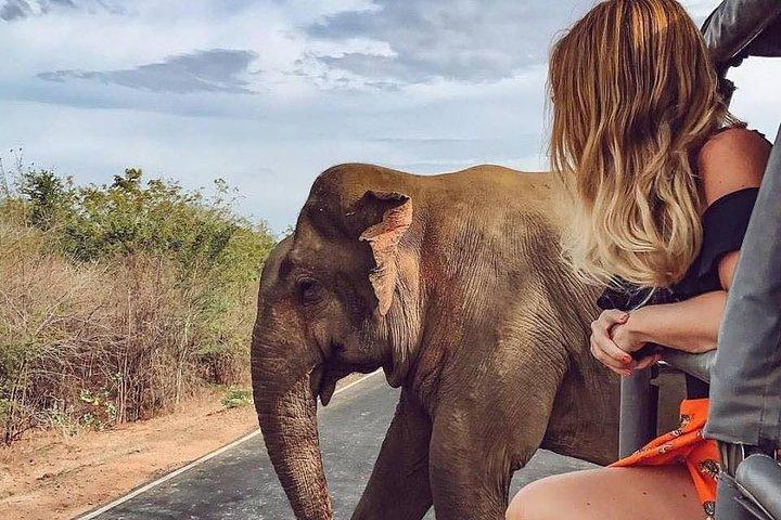 Private Tour Sri Lanka with Driver | 8 Day All Inclusive