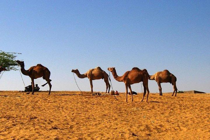 プシュカルへのオプションの訪問でジャイプールからウダイプールへの片道