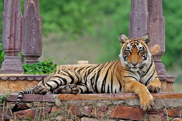 Tour Safari della fauna selvatica di Ranthambore da Jaipur inclusi i trasferimenti