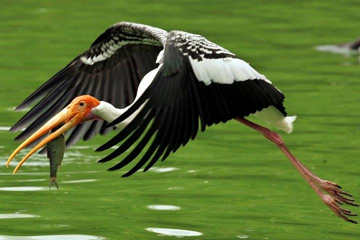 Tour guidato del Parco Nazionale Keoladeo Bird a Bharatpur da Jaipur