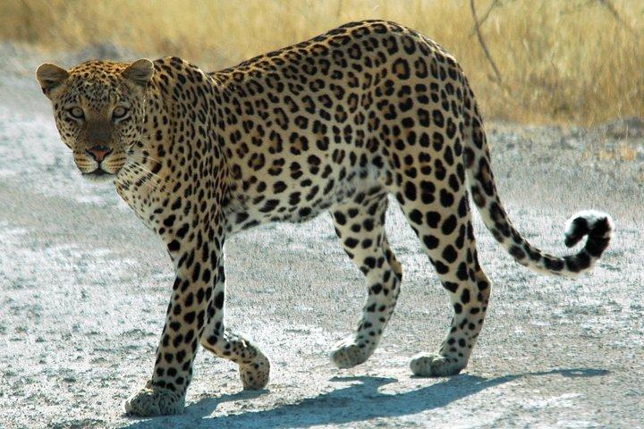 Exklusive Safari im Jhalana Leopard Park inklusive Transfers